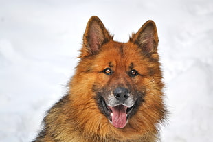 brown german shepherd