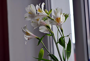 white petaled flowers near grey window curtain HD wallpaper