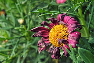 purple and yellow petaled flower