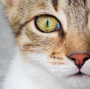 brown. white and black coated cat