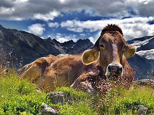 brown cow lying on green grass field under blue skies HD wallpaper