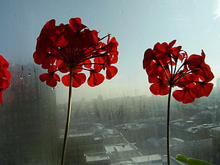 closeup photo of red petaled flowers