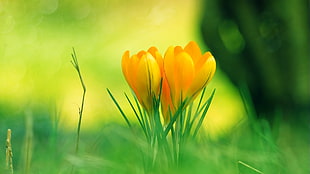 two yellow tulip flowers