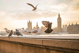 flock of sea gulls, photography, animals, birds, London HD wallpaper