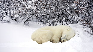 white polar bear sleeping on white snow HD wallpaper