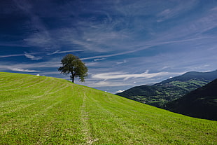 tree on hill cliff