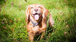 long-coated brown dog, dog, animals, grass HD wallpaper