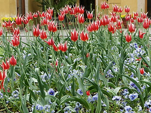 bed of red petal flowers