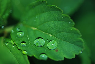 water drops on green leaf HD wallpaper