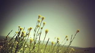 yellow and white petaled flower, macro, flowers, nature, plants HD wallpaper