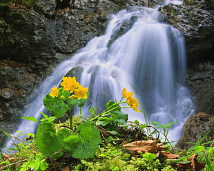 waterfalls with flower garden HD wallpaper