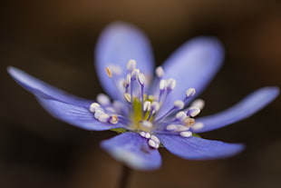 micro shot photography of lavender and white flower, hepatica HD wallpaper