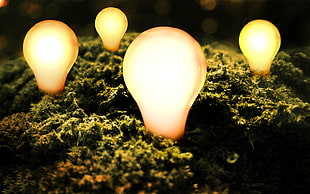 four lighted bulbs HD wallpaper