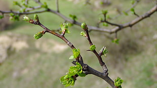 focus photography of green leaf tree branch