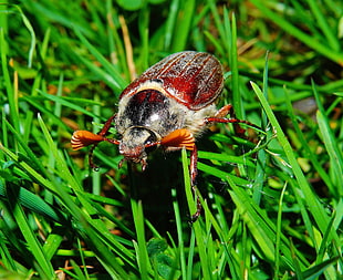 brown june beetle on green grass during daytime HD wallpaper