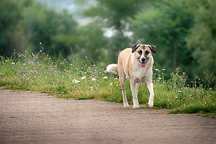 adult fawn and white Anatolian shepherd during daytime HD wallpaper