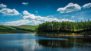 green pine trees beside body of water during daytime