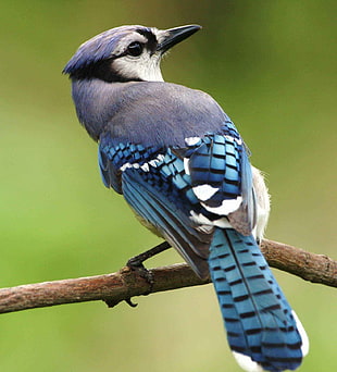 selective focus photography blue bird perch in tree branch