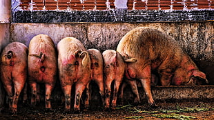 litter of pigs HD wallpaper
