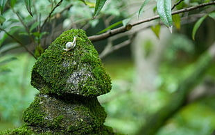 gray snail on gray rock with green moss during daytime HD wallpaper