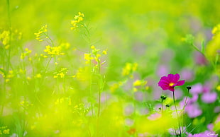 pink daisy flower, nature, flowers, Cosmos (flower), plants