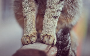 brown Tabby cat feets HD wallpaper