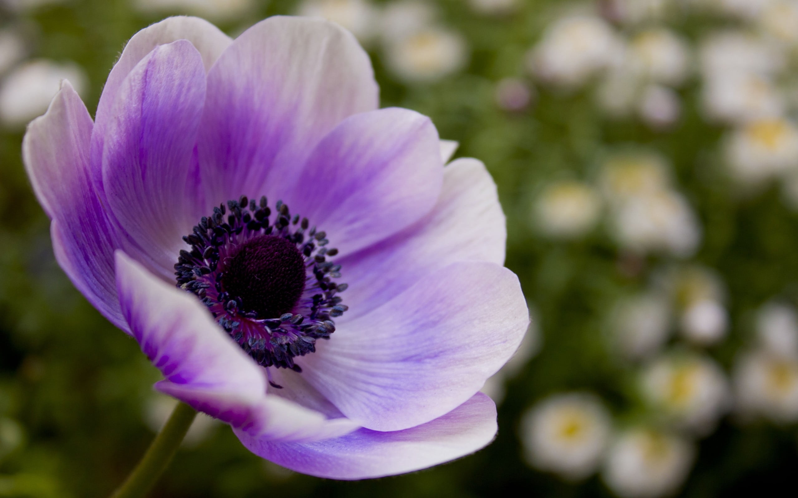 close up photography of purple anemone flower