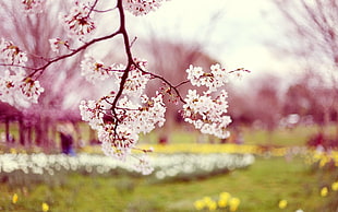 focus photography at cherry blossom leaf