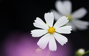 photograph oh white daisy flower
