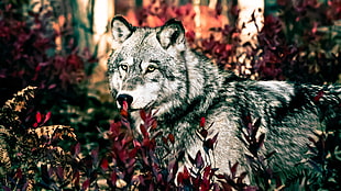 white wolf painting, wolf, forest, animals, plants HD wallpaper