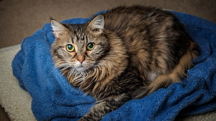 brown long coated cat on blue textile, sweet pea