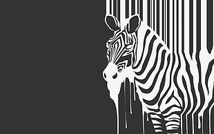 Zebra artwork digital wallpaper HD wallpaper