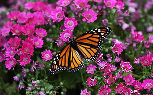 yellow and black butterfly on purple flower field photo shot during daytime HD wallpaper