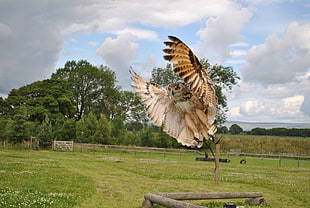 beige owl spreading its wings near green trees HD wallpaper
