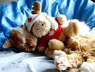 orange tabby cat holds brown bear plush toy HD wallpaper