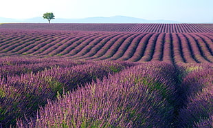 purple and green Lavender Field HD wallpaper