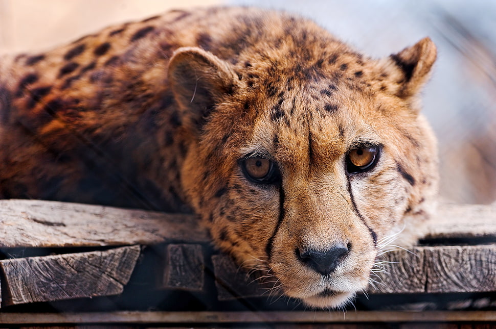 tilt lens photography of cheetah HD wallpaper