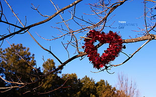 red flower accent heart wreath hanged on tree branch HD wallpaper