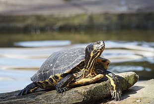 black and beige tortoise