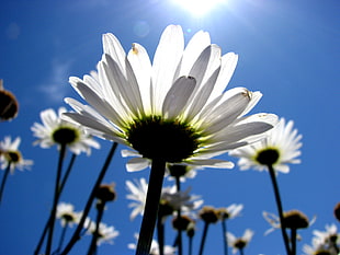 photo of white flowers lot during daytime