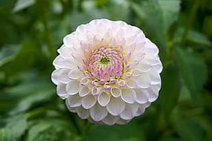 garden, flower, close-up, dahlia