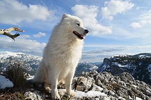 long-coated white dog on mountain during daytime