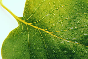 macro lens  photograph of wet leaf HD wallpaper