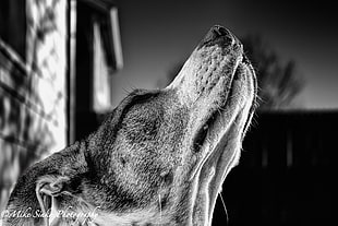 selective focus grayscale photo of short coated dog near wooden house HD wallpaper