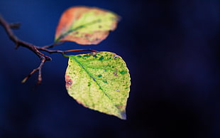 green leaf in shallow focus photography HD wallpaper