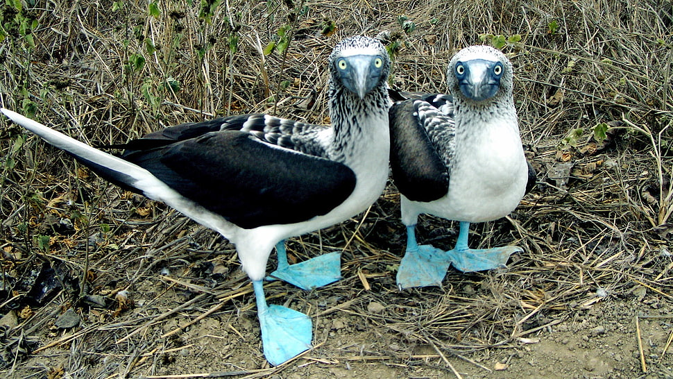 two white-and-black birds, Blue-footed boobies, birds, animals HD wallpaper