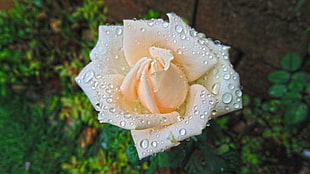 white and orange rose with water droplets HD wallpaper