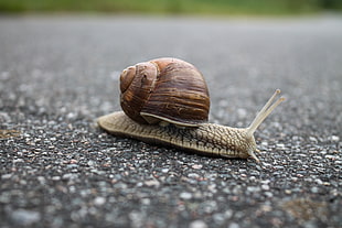Close-up of Snail on Ground HD wallpaper