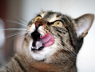 gray tabby cat, nature, cat, tongues, animals