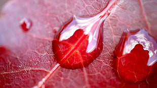 red and white water droplet photo